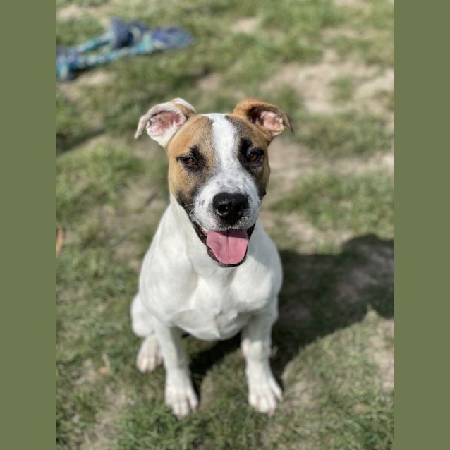 Photo of Goose