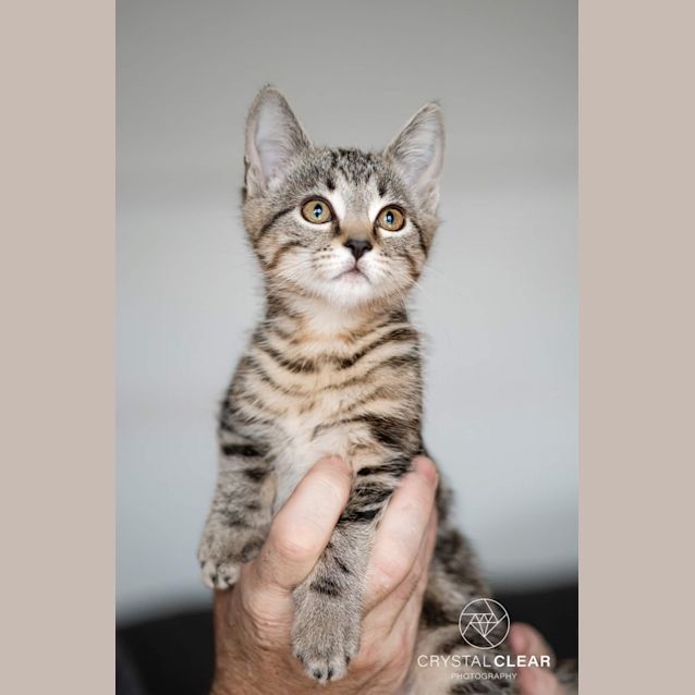 Photo of Violet 