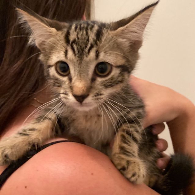 Photo of Chilli
