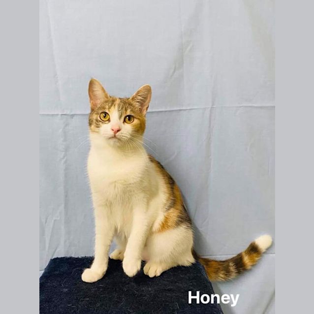 Photo of Honey