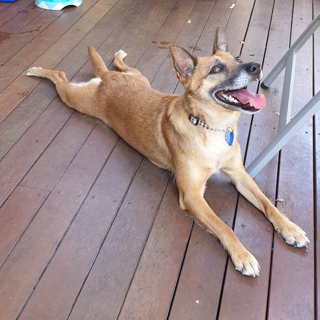 Photo of Frankie ~ 3yr Old Kelpie X(on Trial 25/4/21)
