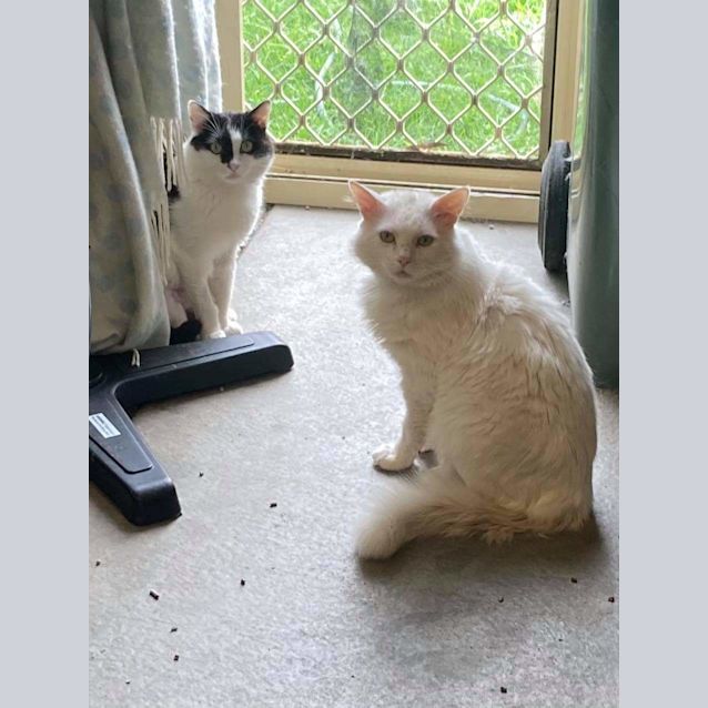 Photo of Gary (Bonded With Daryl   All White)