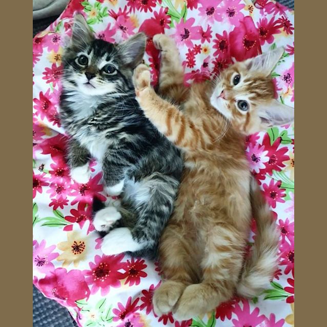 Photo of Hilda And Boston ❤❤