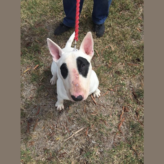 Photo of Casper   Foster Carer Needed