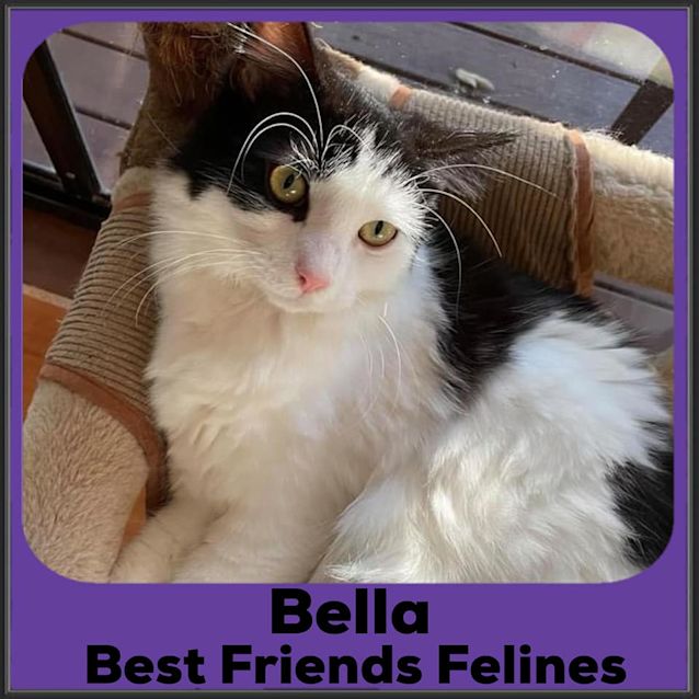 Photo of Bella 