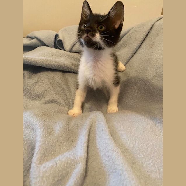 Photo of Nala 