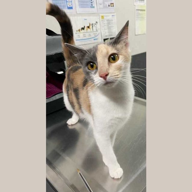 Photo of Miss Kit Kat