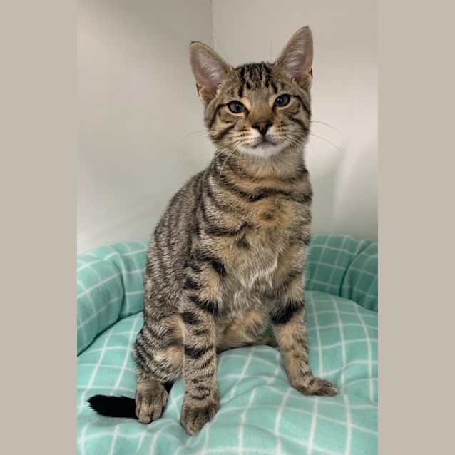 Photo of Mojo