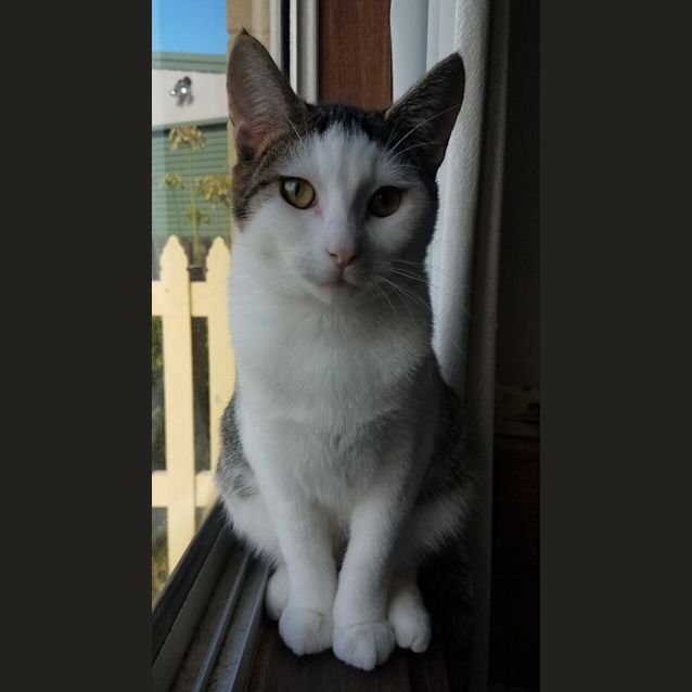 Photo of Stormy