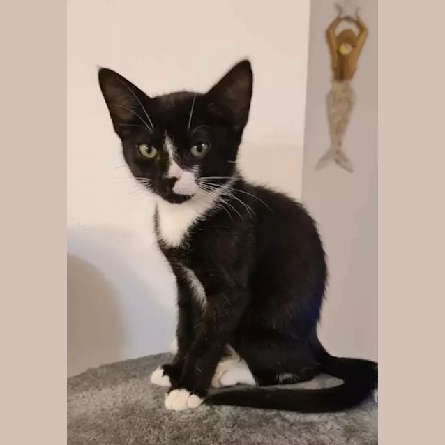 Photo of Tickles