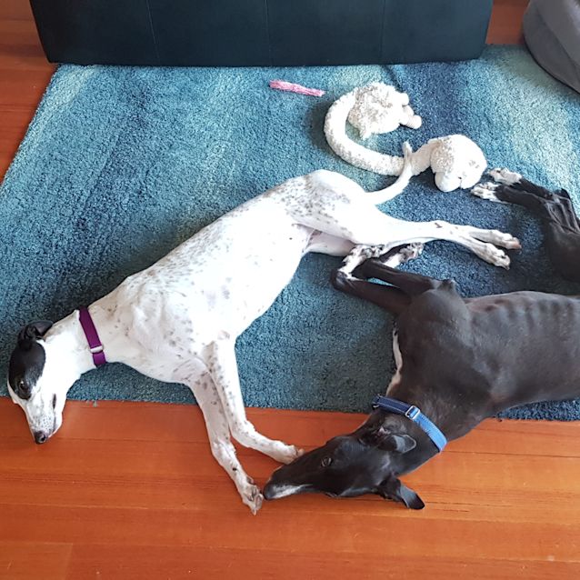 Photo of Panda & Callum