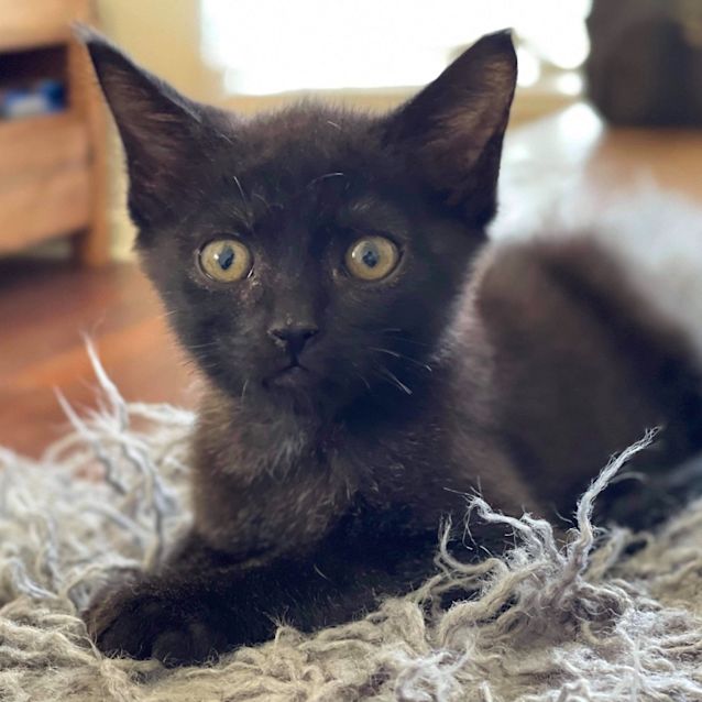 Photo of Velvet