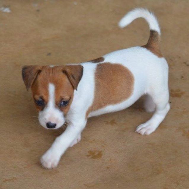 Photo of Marigold