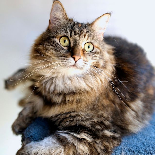 Photo of Electra