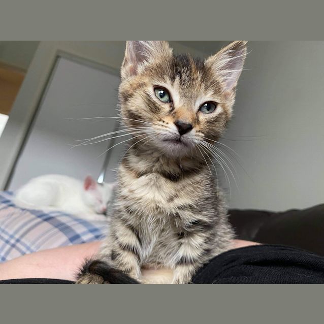 Photo of Martini 