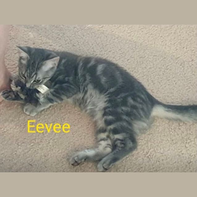 Photo of Eevie 