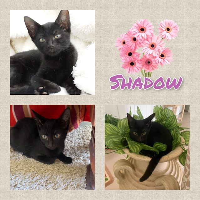 Photo of Shadow 