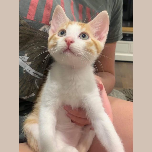 Photo of Benji