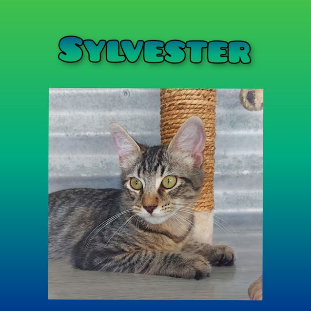 Photo of Sylvester 