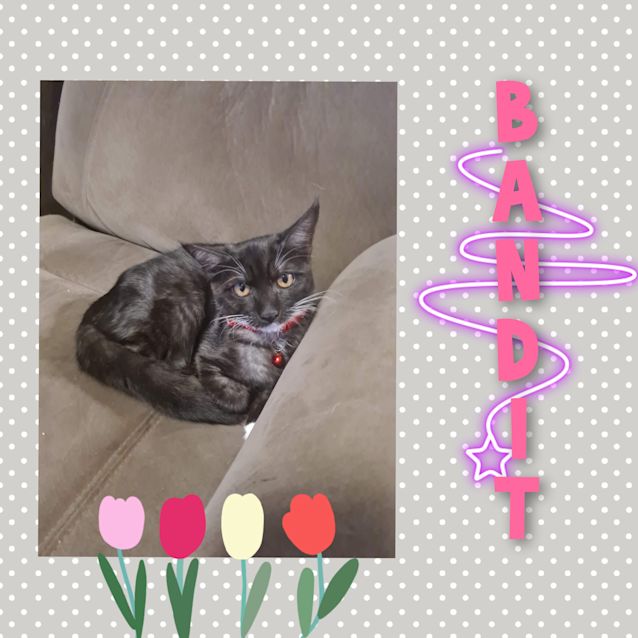 Photo of Bandit 