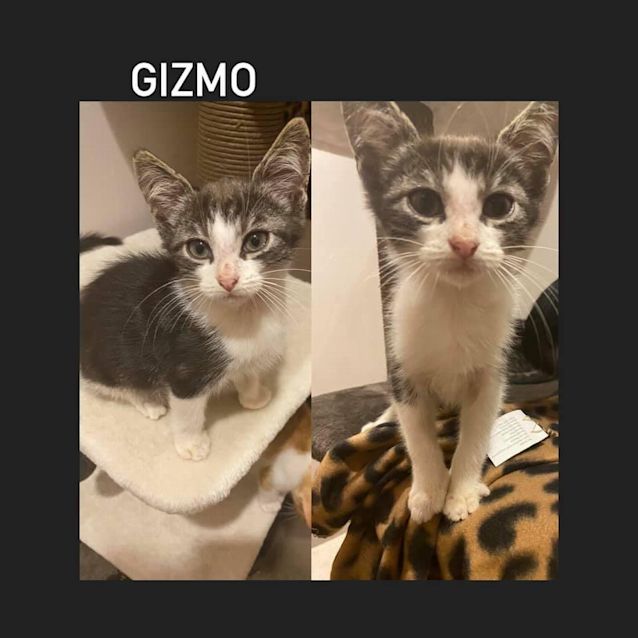 Photo of Gizmo