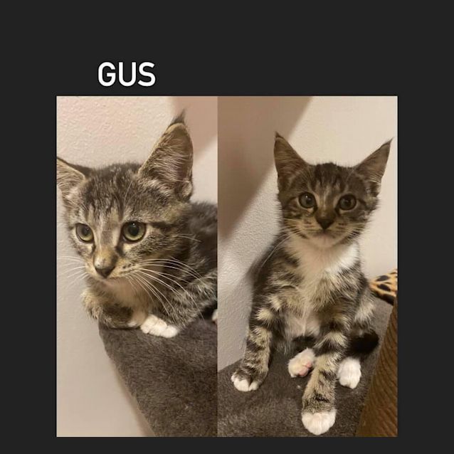 Photo of Gus