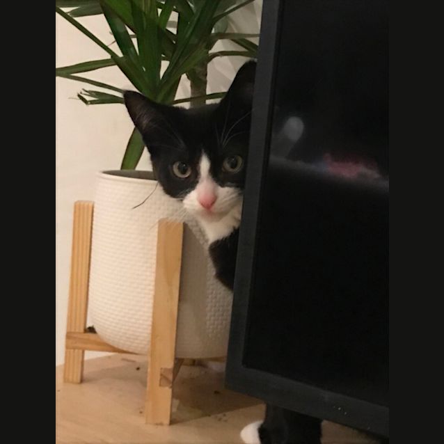 Photo of Sylvester