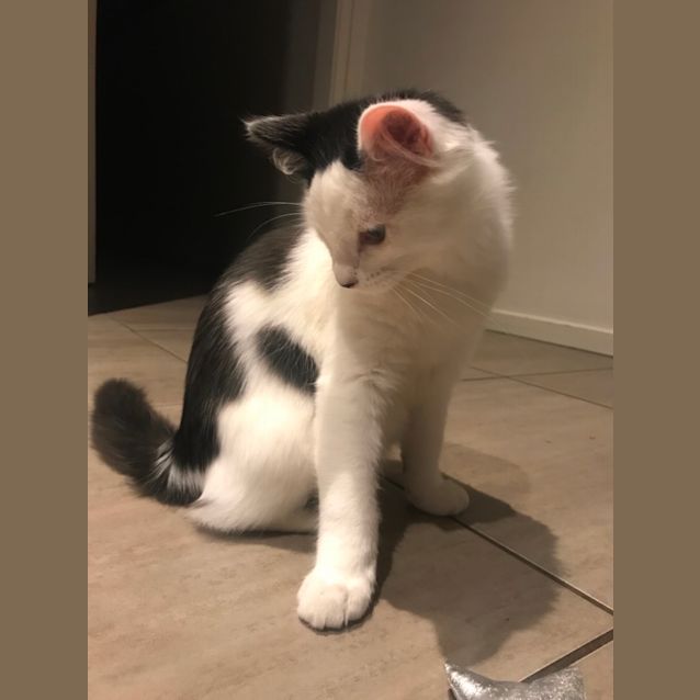 Photo of Dutchy