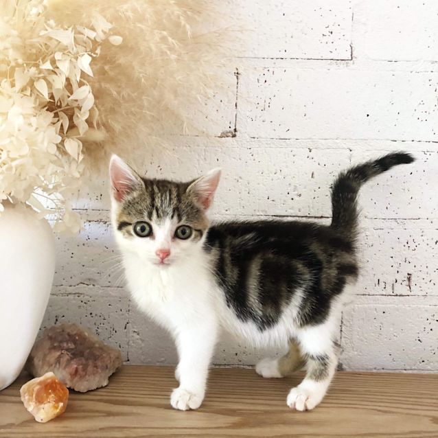 Photo of Luna ❣️