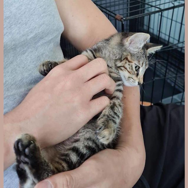 Photo of Junior And Peach