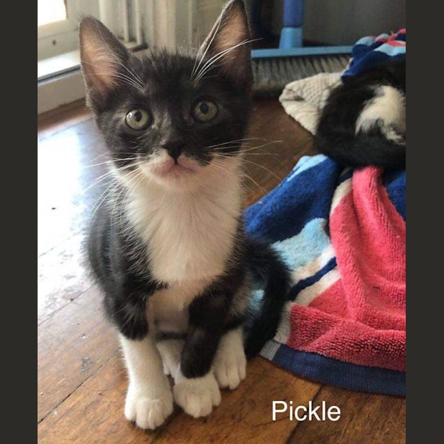 Photo of Pickle