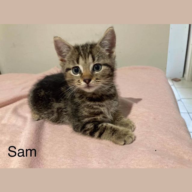 Photo of Sam