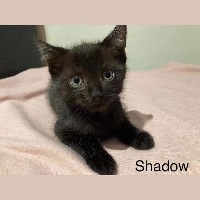 Photo of Shadow