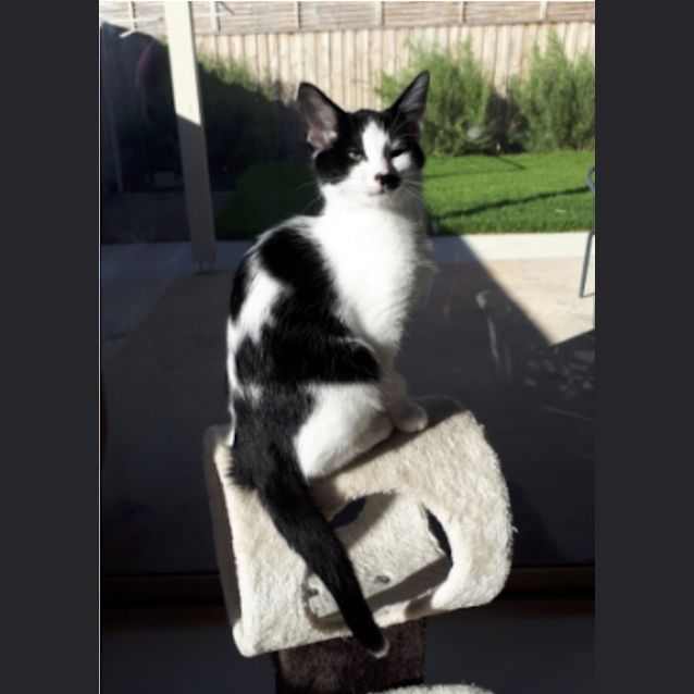 Photo of Zulu
