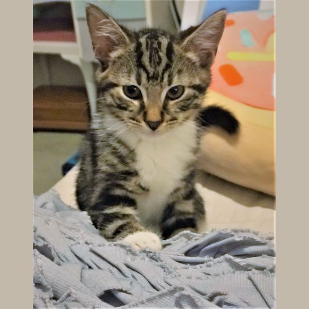 Photo of Stefan & Damon ^^Dandy Cat Rescue^^