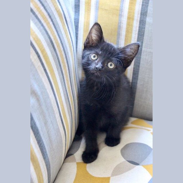 Photo of Panther ~ 8 Week Old Kitten (On Trial 24/4/21)