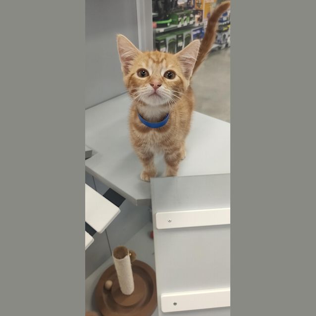 Photo of Marbles