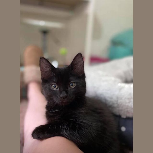 Photo of Baxter