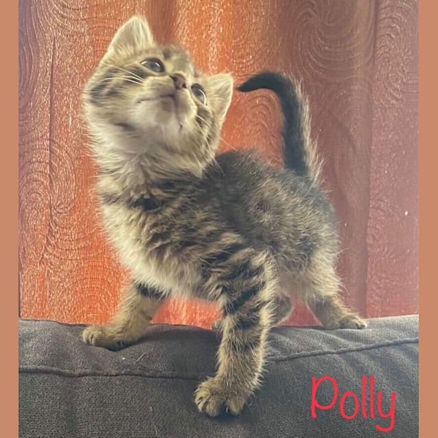 Photo of Polly