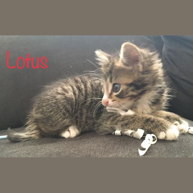 Photo of Lotus