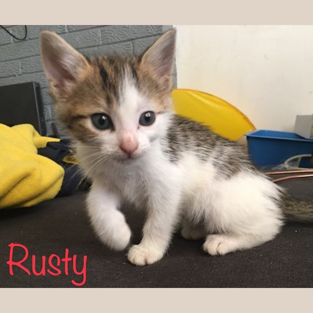 Photo of Rusty