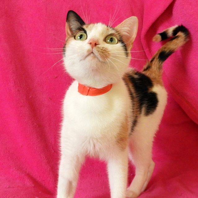 Photo of Rainbow Daisy