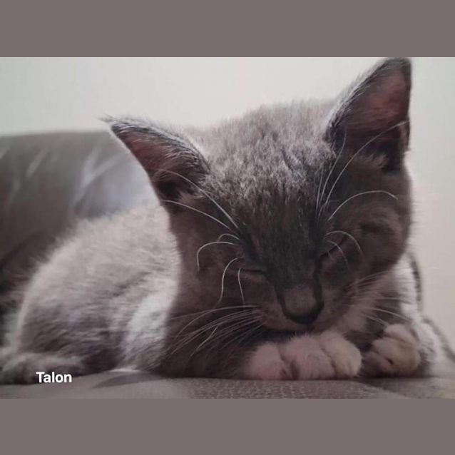 Photo of Talon