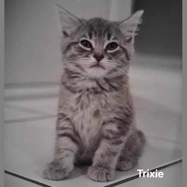 Photo of Trixie