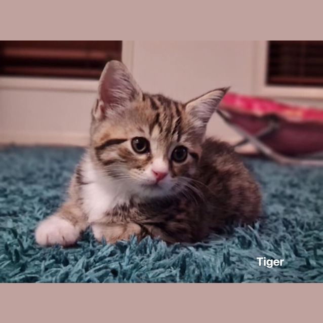 Photo of Tiger