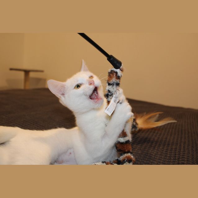 Photo of Pepper