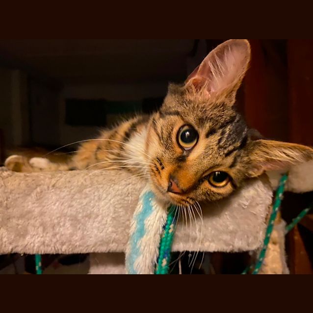 Photo of Tigger