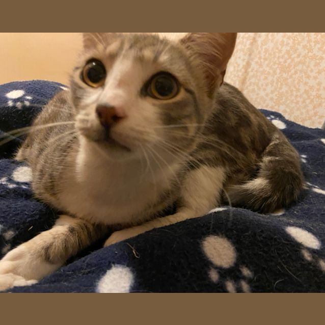 Photo of Pepper 
