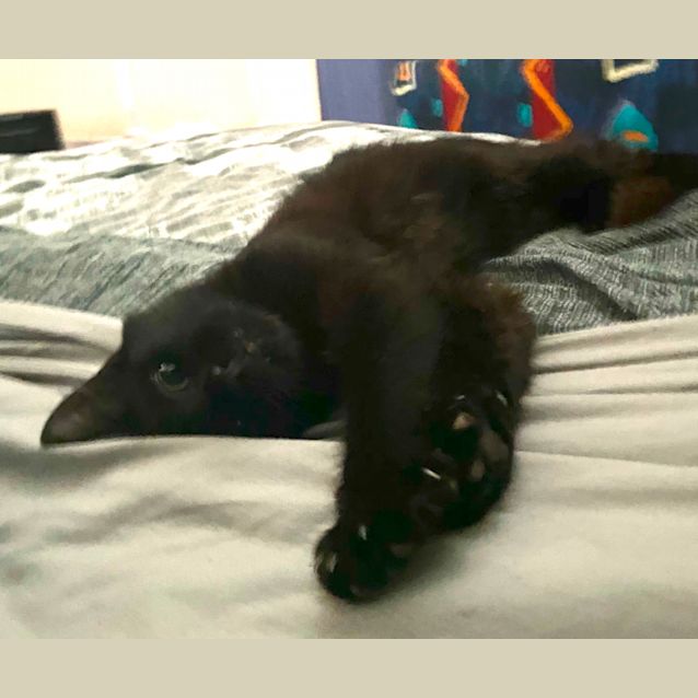 Photo of Binx 