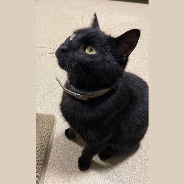 Photo of Pat The Cat